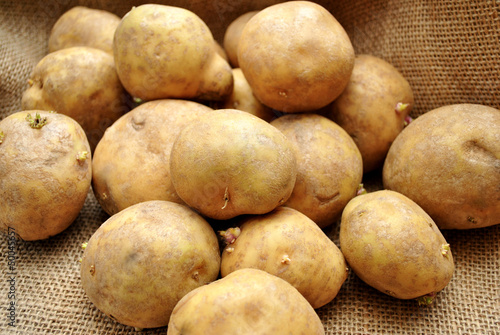 Harvest of Fresh Potatoes