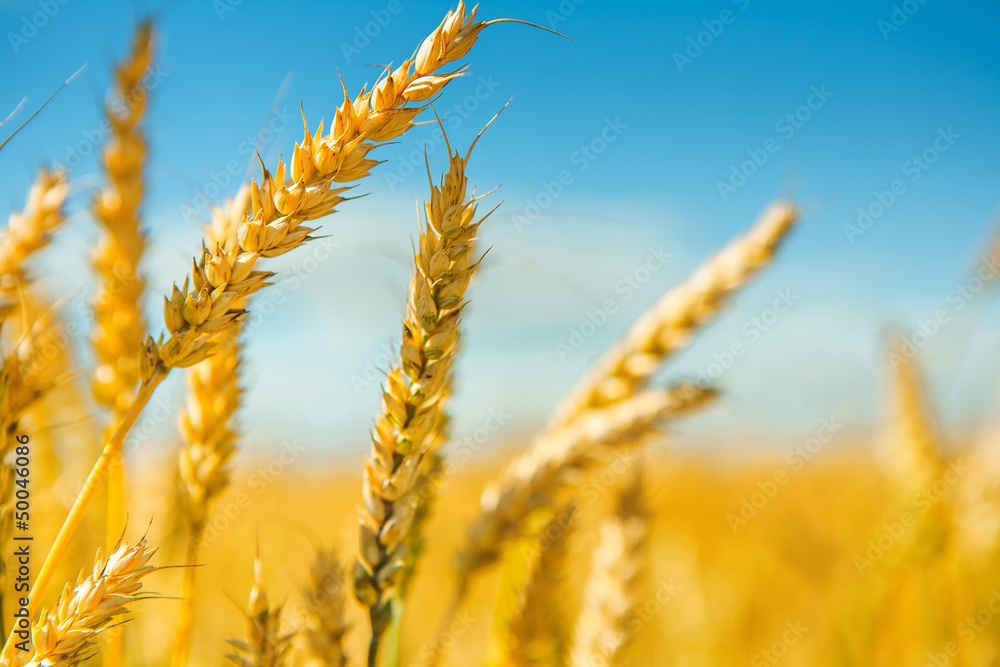 tops of wheat tops of wheat