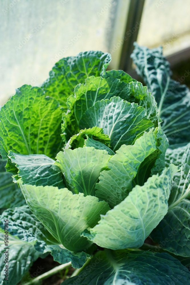 Savoy cabbage in a Greenhouse Savoy cabbage in a Greenhouse