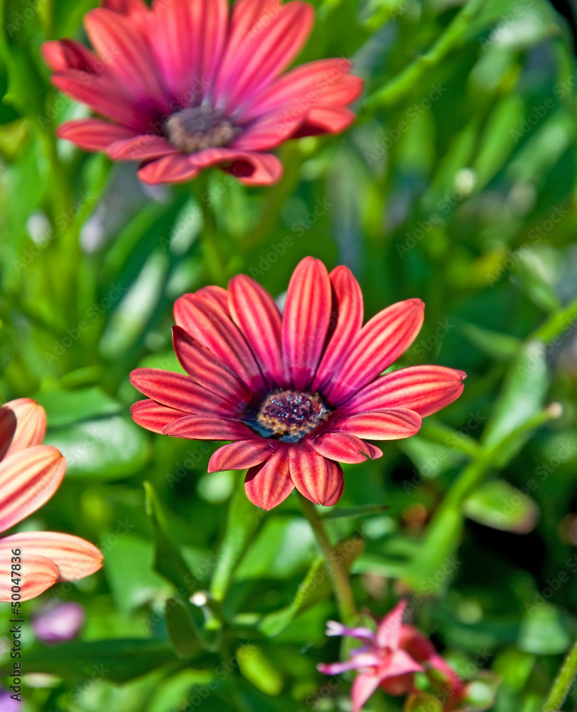 Obraz premium Flower Astra Outback Purple