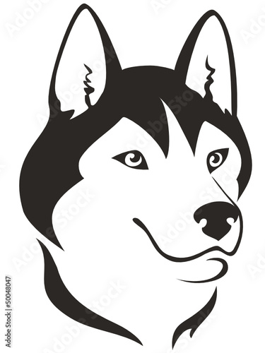 Husky dog