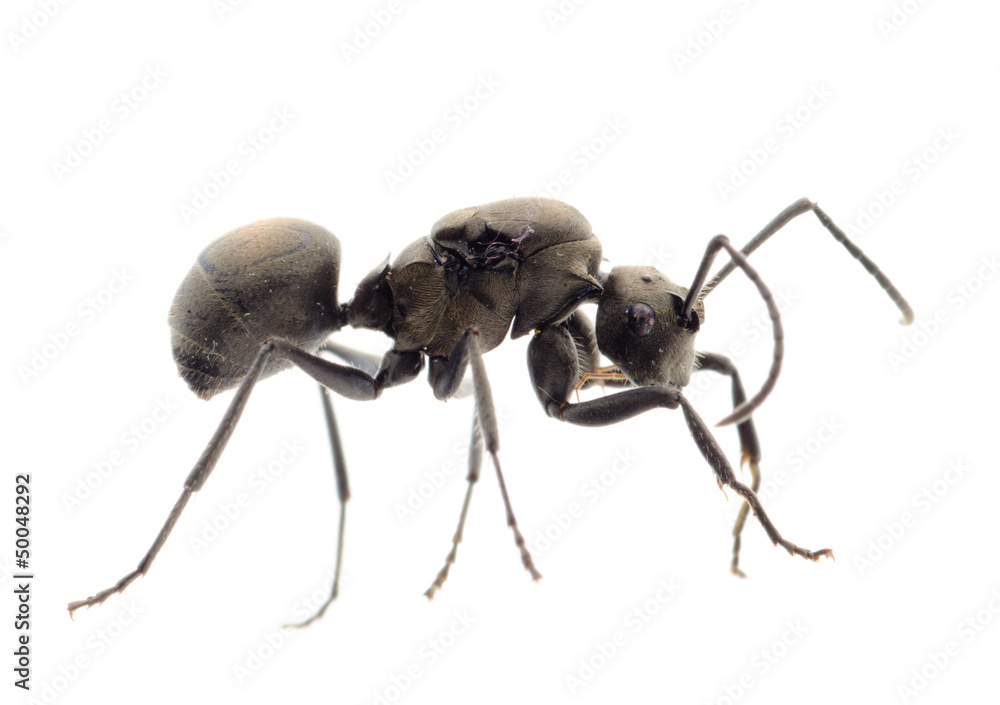 ant ant
