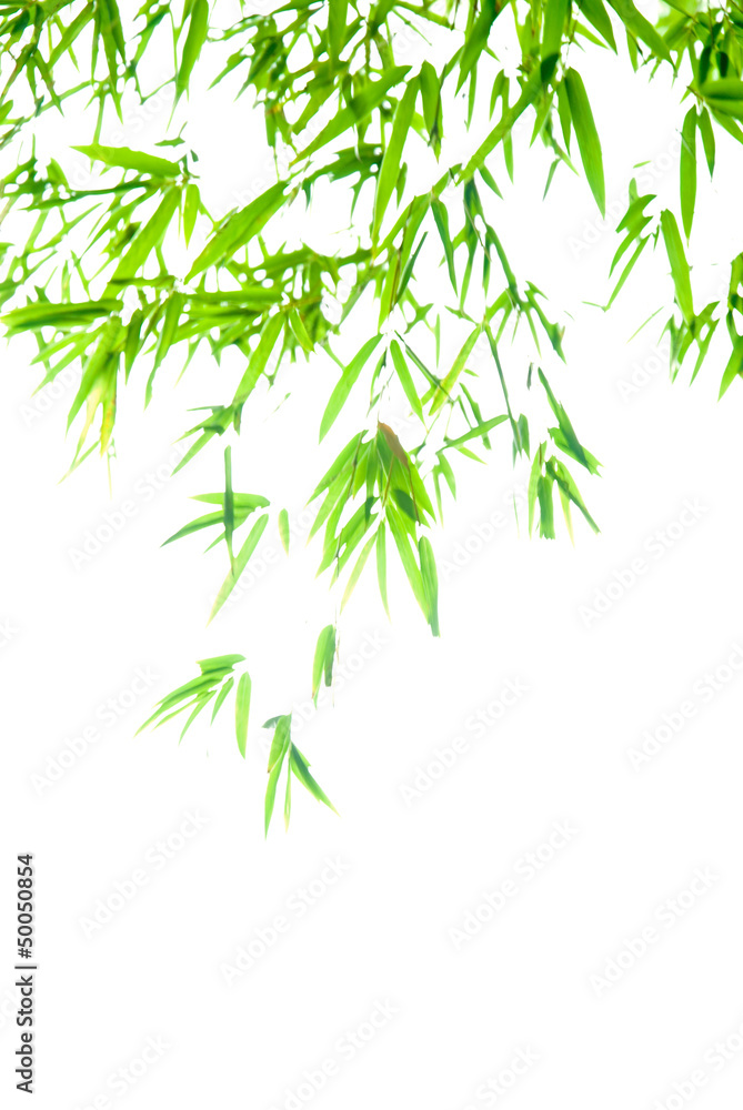 竹の葉 竹の葉