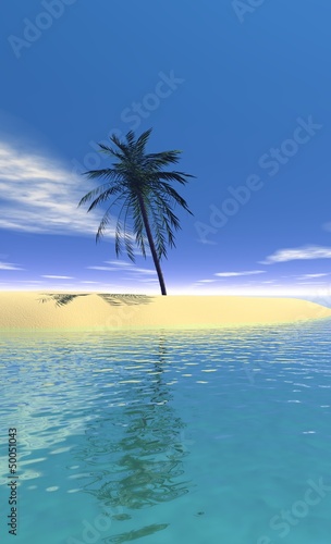 plage et palmier
