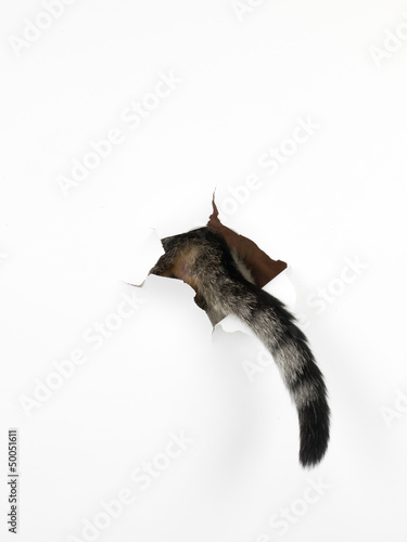 Fototapeta Naklejka Na Ścianę i Meble -  cat's tail through a hole in a white paper