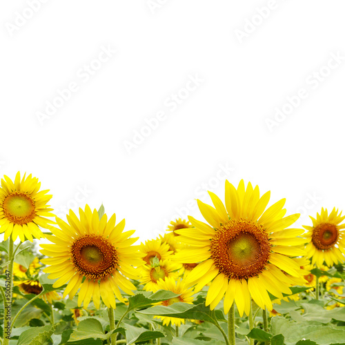 Sunflower on white background