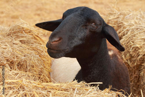 Black Sheep in a haystack
