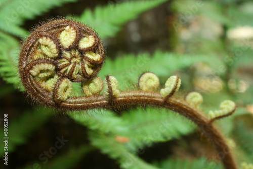 unfolding fern photo