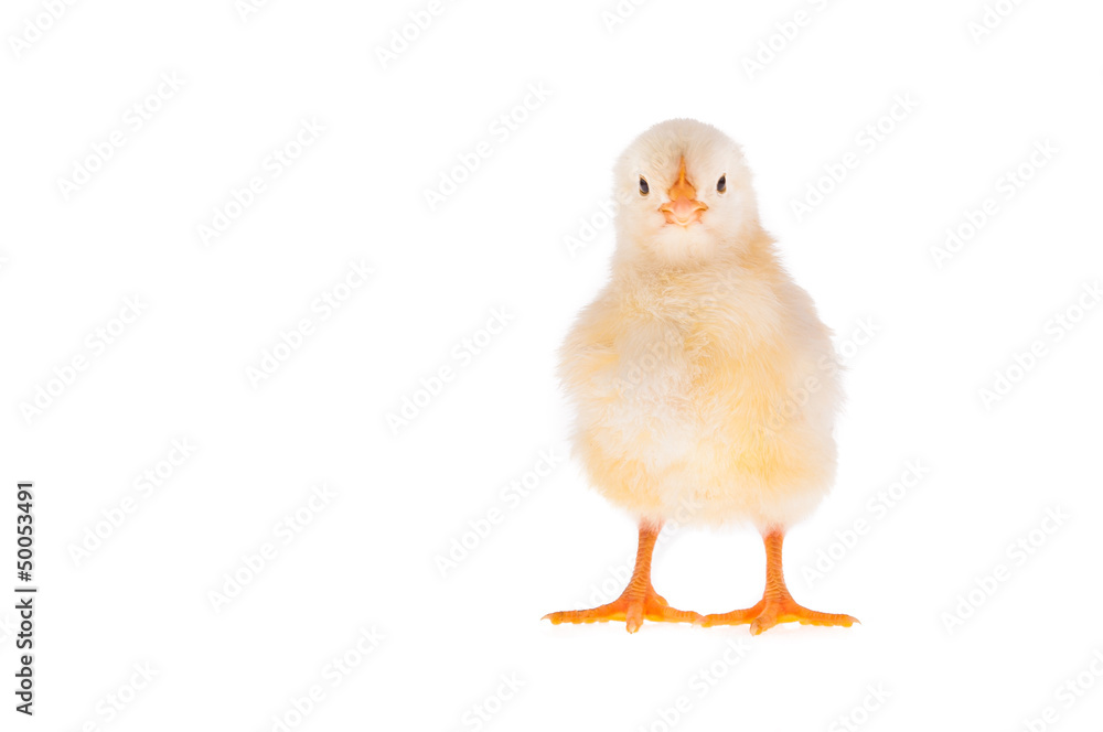 Obraz premium Küken - freigestellt
