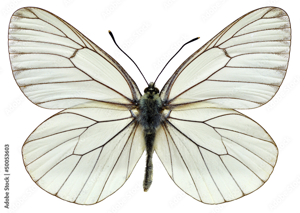Fototapeta premium Odosobniony Czarno żyłkowany Biały motyl