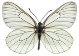 Isolated Black-veined White butterfly