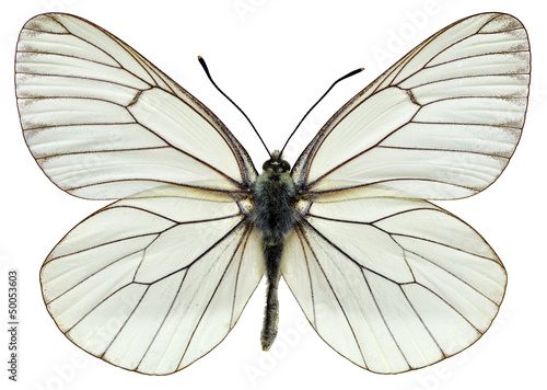 Isolated Black-veined White butterfly