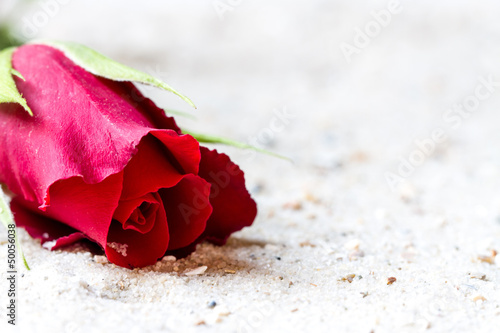 Rote Rose im weißen Sand photo