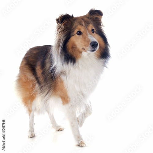 Fototapeta Naklejka Na Ścianę i Meble -  shetland dog