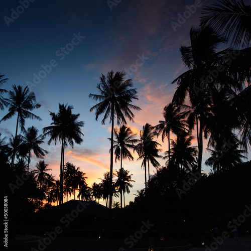 Palms at sunset at thailand resort