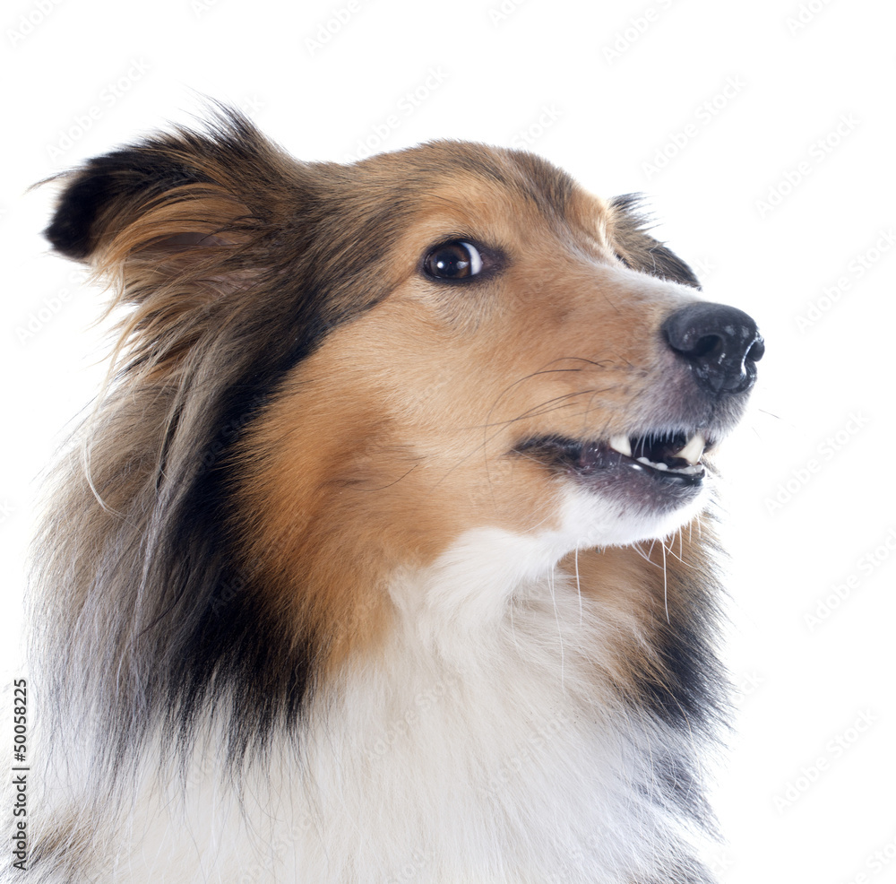 shetland dog