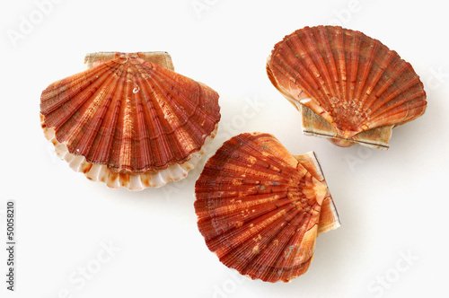 three scallops, saint jacques, on white background