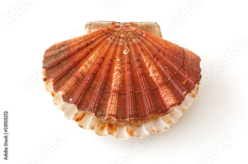 opening king scallop, saint jacques, on white background
