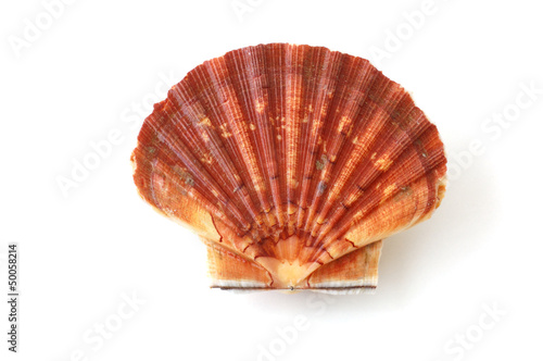 king scallop, saint jacques, on white background
