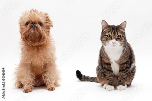 Fototapeta Naklejka Na Ścianę i Meble -  Cat and dog