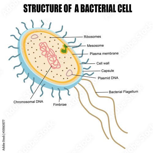 Structure of a bacterial cell