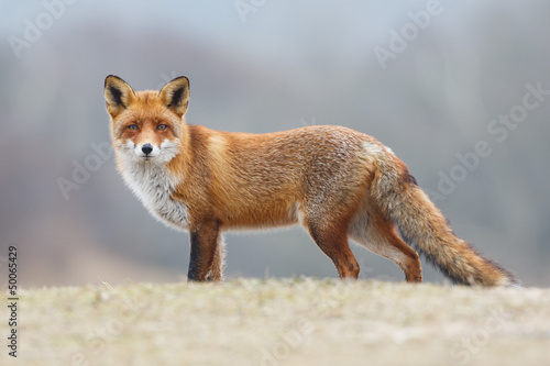 red fox