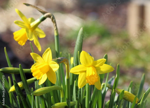 Fleurs de Jonquilles dans le jardin ensoleillé. Printemps et paques. Copy space.