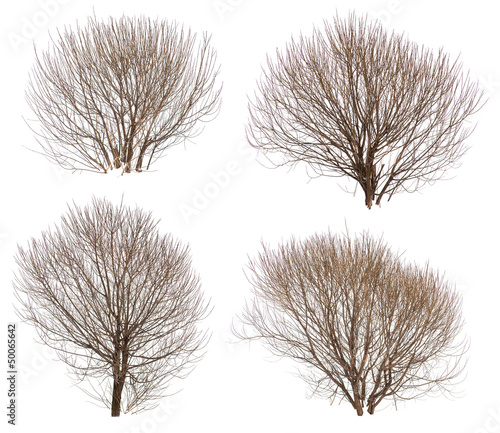Leafless bushes collection