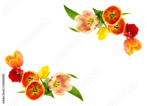 Rahmen oder Verzierung aus Tulpen