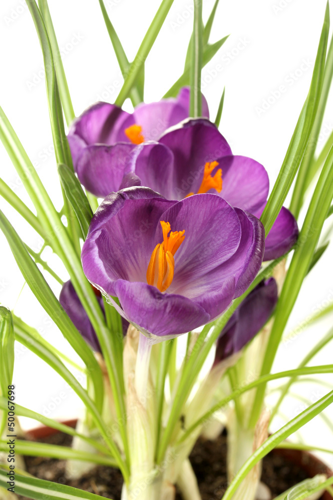 Beautiful purple crocuses in flowerpot, close up Beautiful purple crocuses in flowerpot, close up