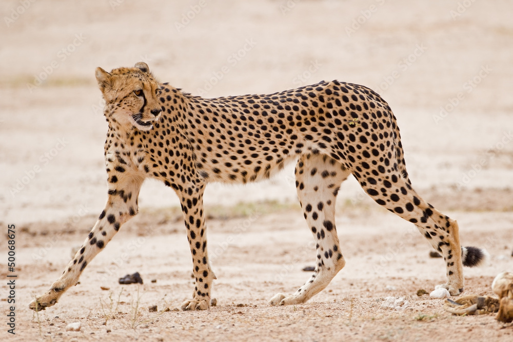 Obraz premium Cheetah walking in dry riverbed; Acinonyx jubatus.
