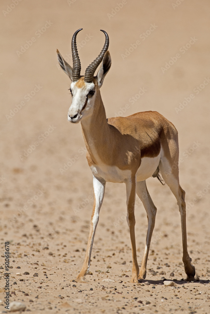 Close-up of springbok walking in desert; Antidorcas marsupialis Close-up of springbok walking in desert; Antidorcas marsupialis
