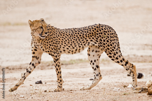 Cheetah walking in dry riverbed; Acinonyx jubatus.