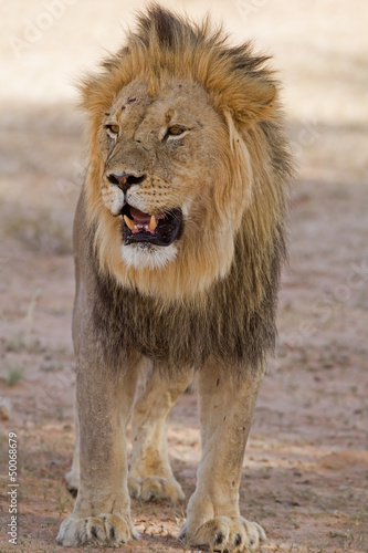 Close-up of Male lion standing in shade; Panthera leo
