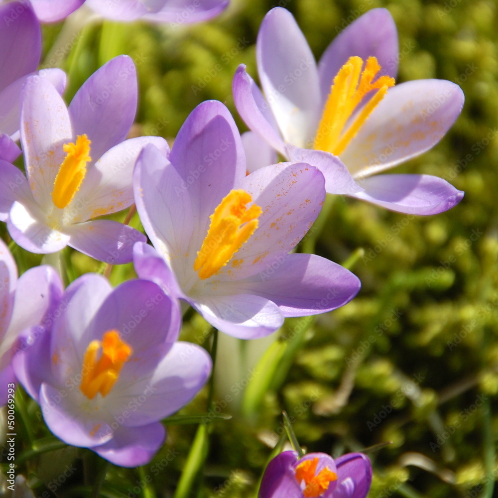 Fototapeta premium Grußkarte - Frühling - Krokusse im Sonnenlicht