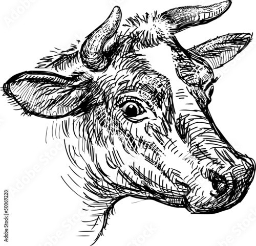 cow head