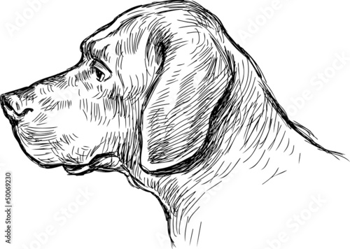 dog profile
