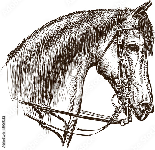 horse in harness