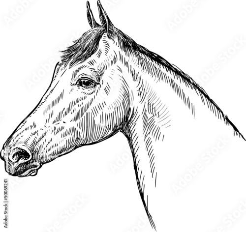 profile of horse