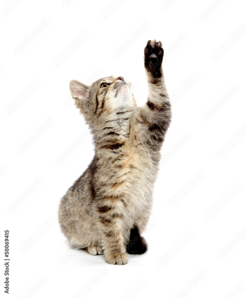 Fototapeta premium Cute tabby kitten
