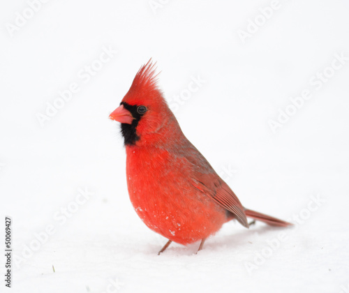 Northern cardinal in the snow © Tony Campbell