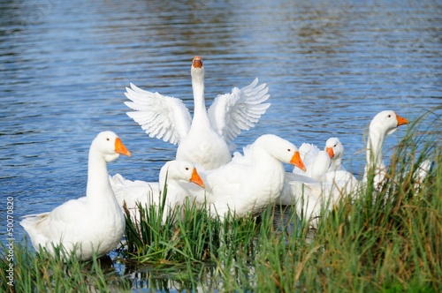 Slika na platnu Geese in the Lake by the Shore