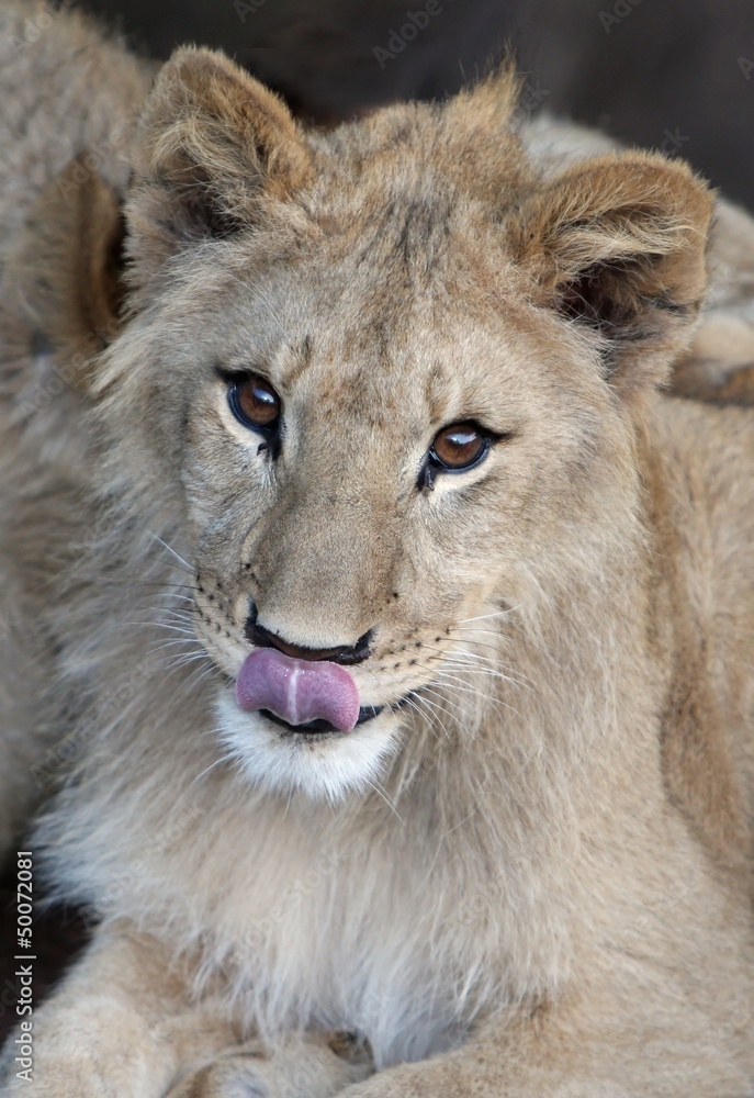 Lion Cub Lion Cub