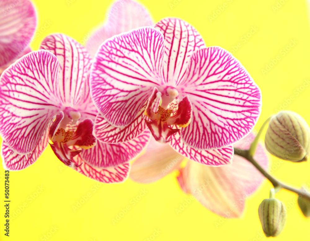 Orchidee auf gelbem Hintergrund Orchidee auf gelbem Hintergrund