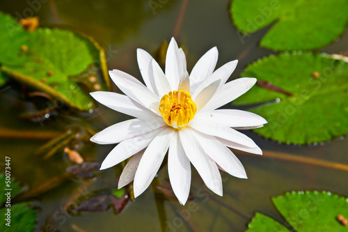 Beautiful white lotus flower in the peaceful pond
