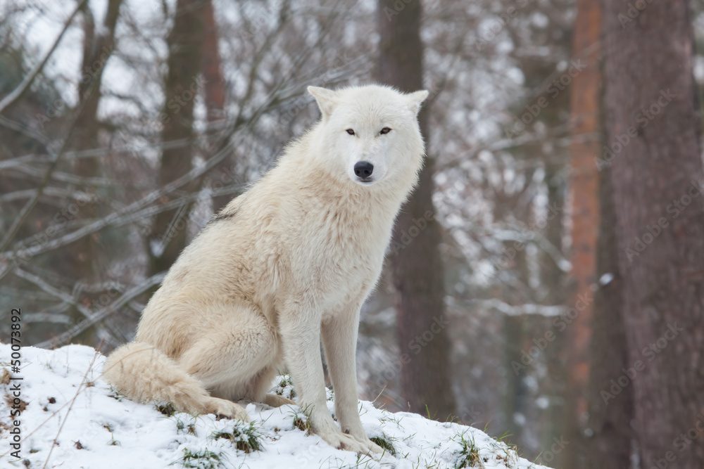 Fototapeta premium siedzący wilk polarny