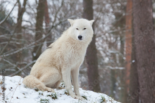 sitting arctic wolf