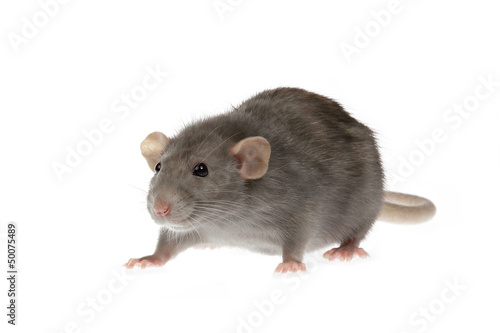 portrait rat gris