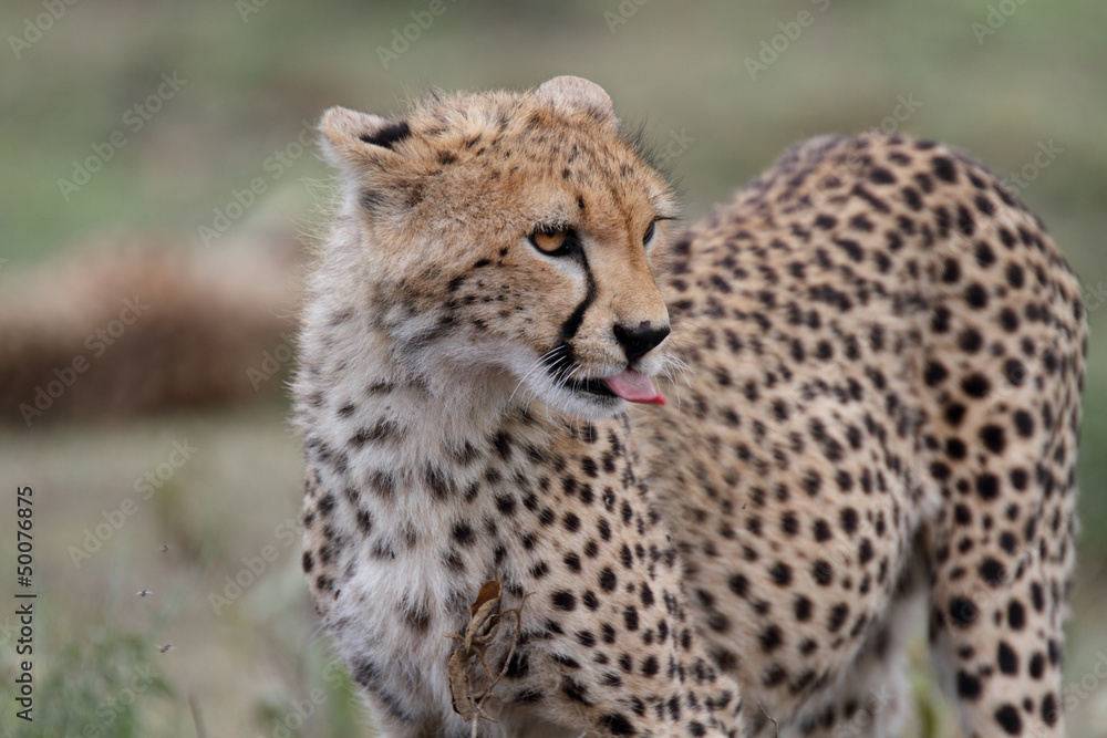 Portrait of a young cheetah Portrait of a young cheetah