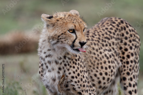 Portrait of a young cheetah